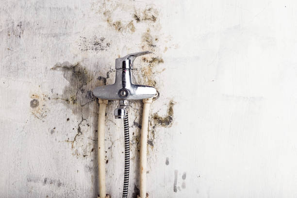 Best Mold Remediation for Schools in Bodega Bay, CA