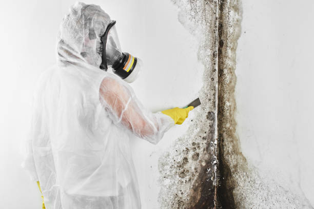Best Attic Mold Remediation in Bodega Bay, CA