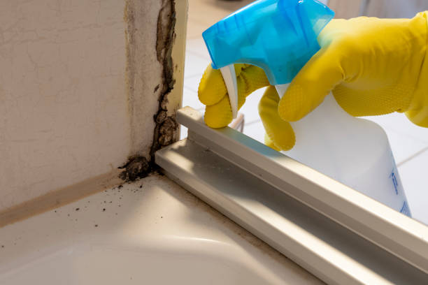 Best Post-Flood Mold Remediation in Bodega Bay, CA