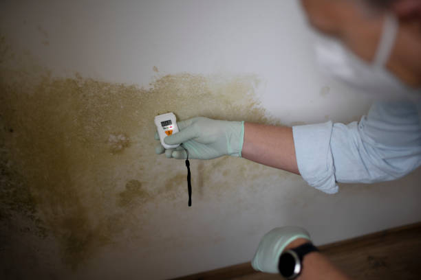 Reliable Bodega Bay, CA Mold Remediation Solutions